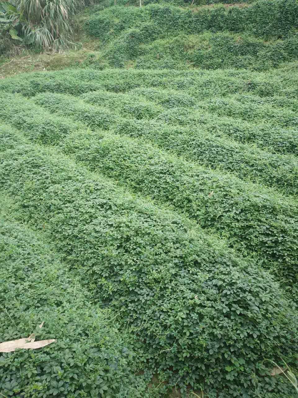 隘口居委会绞股蓝种植基地.jpg