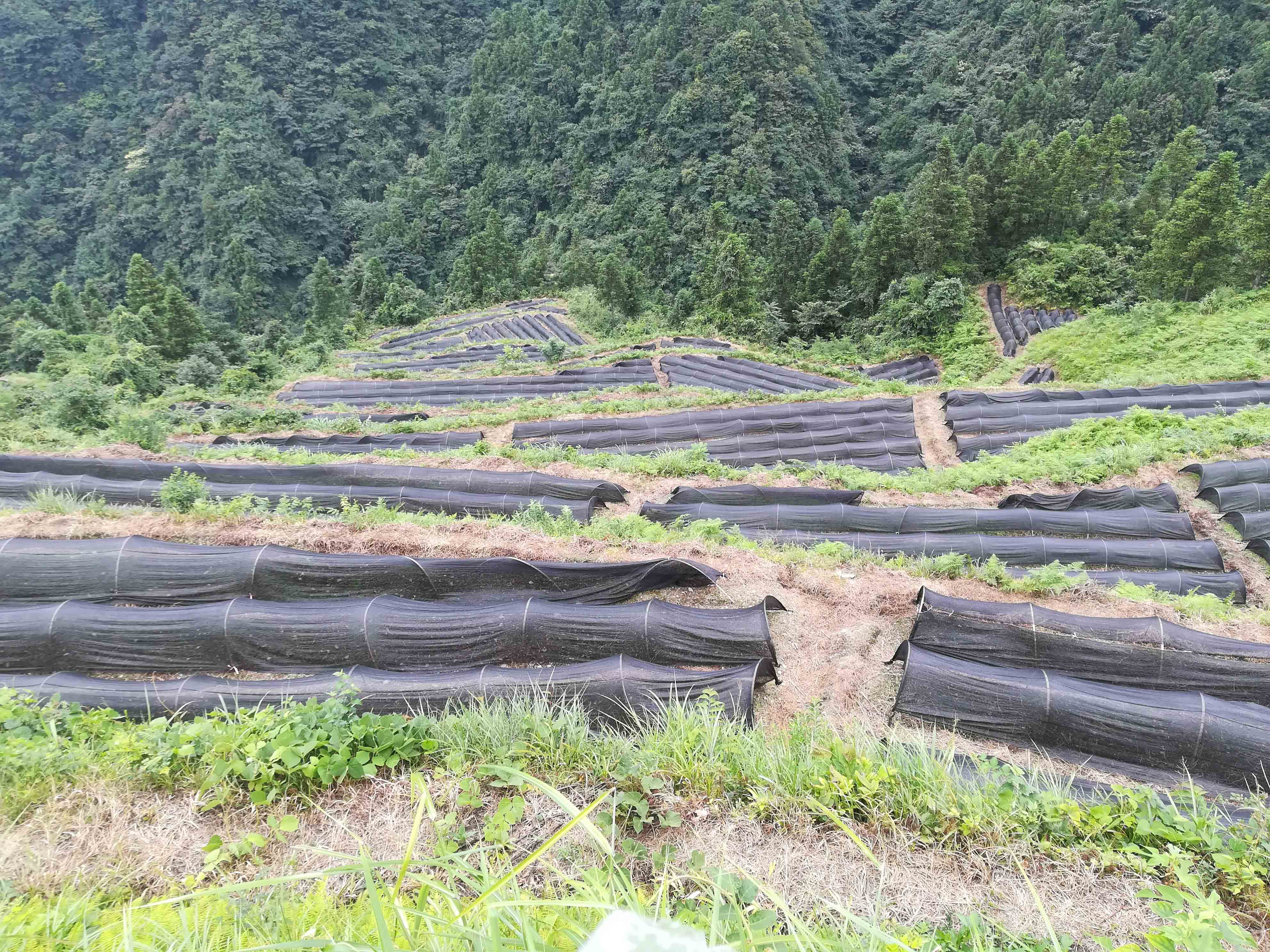 东坪村黄精育苗基地.jpg