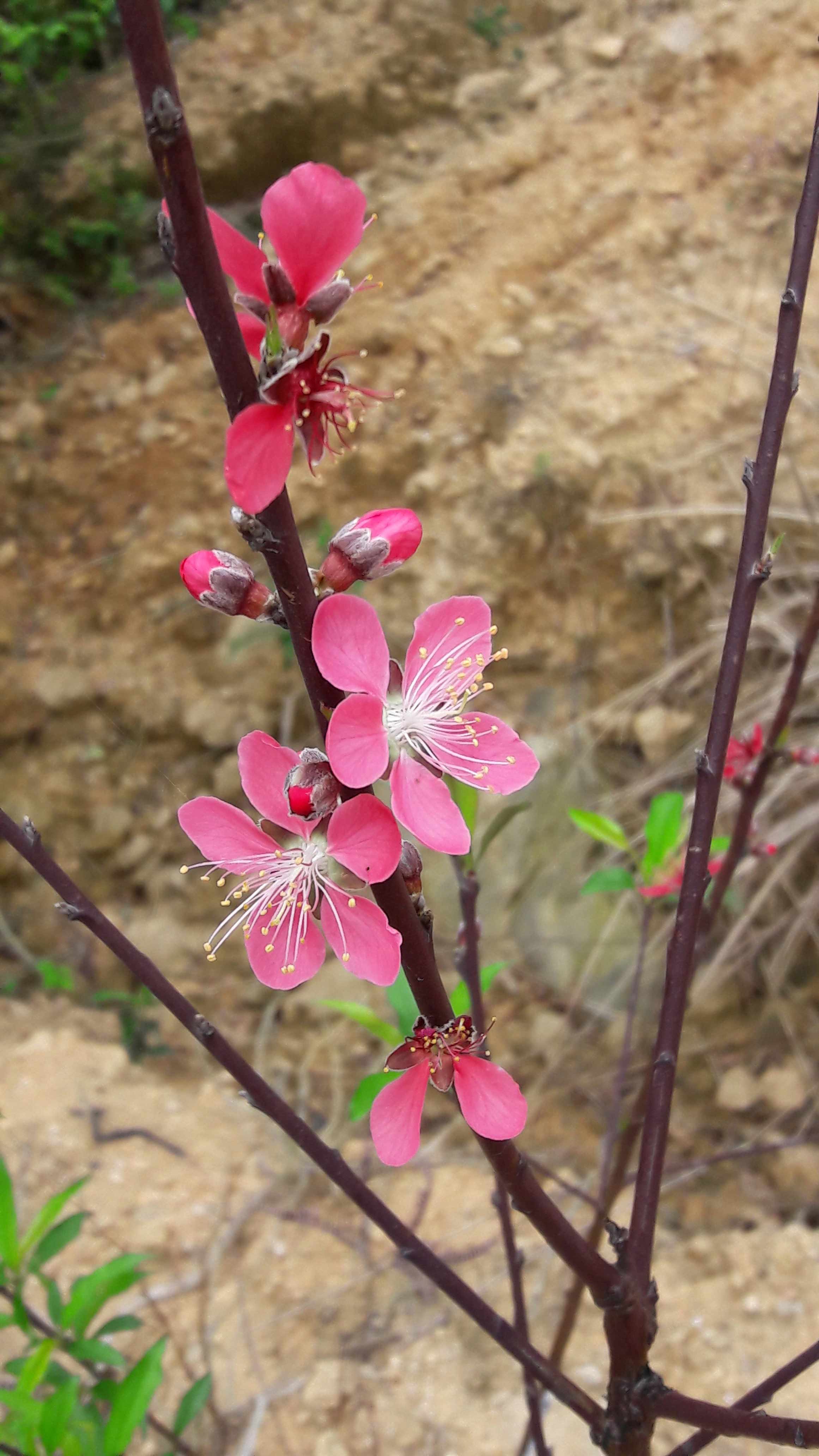 3鹰嘴桃花.jpg
