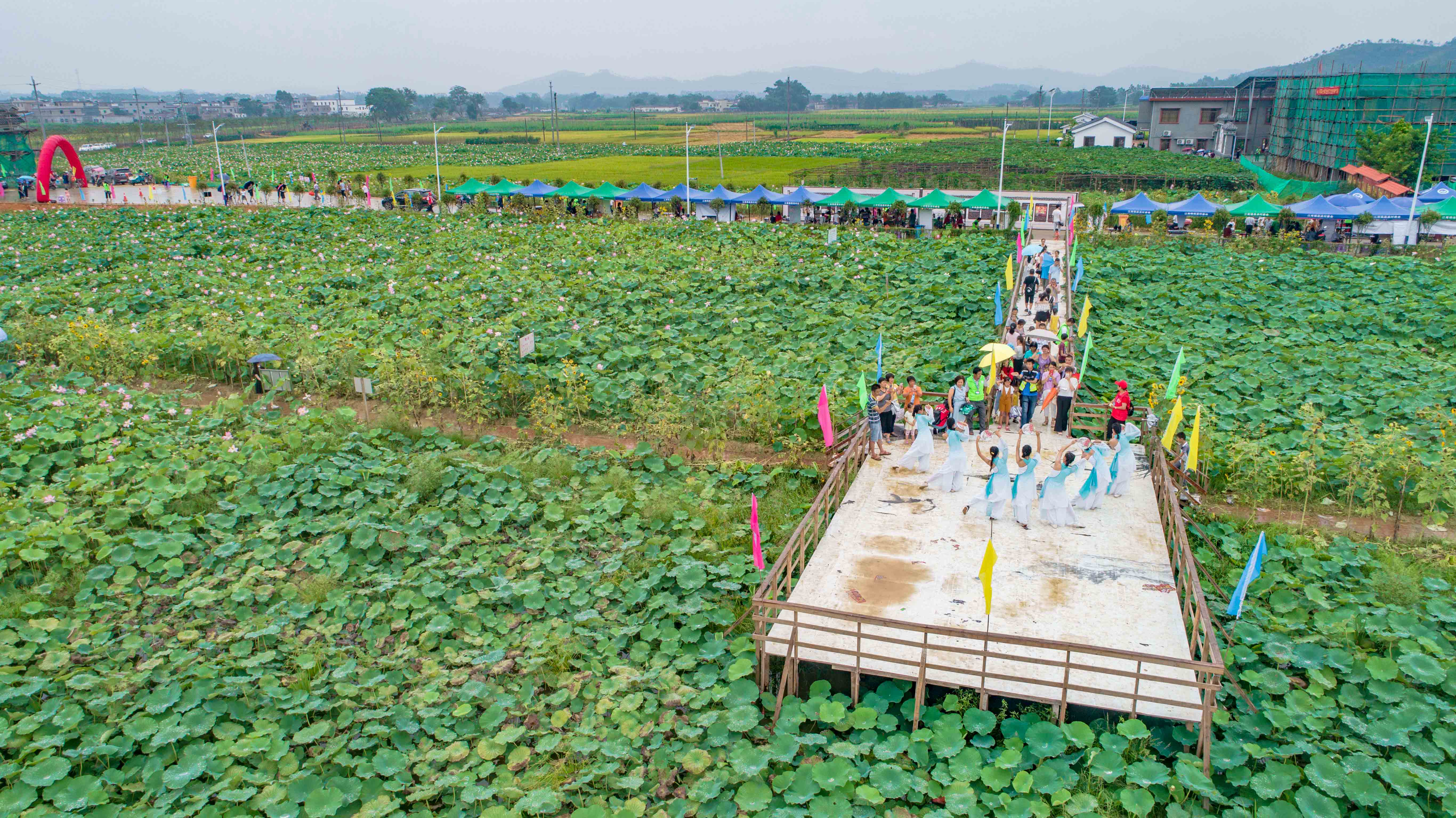 荷花景观.jpg