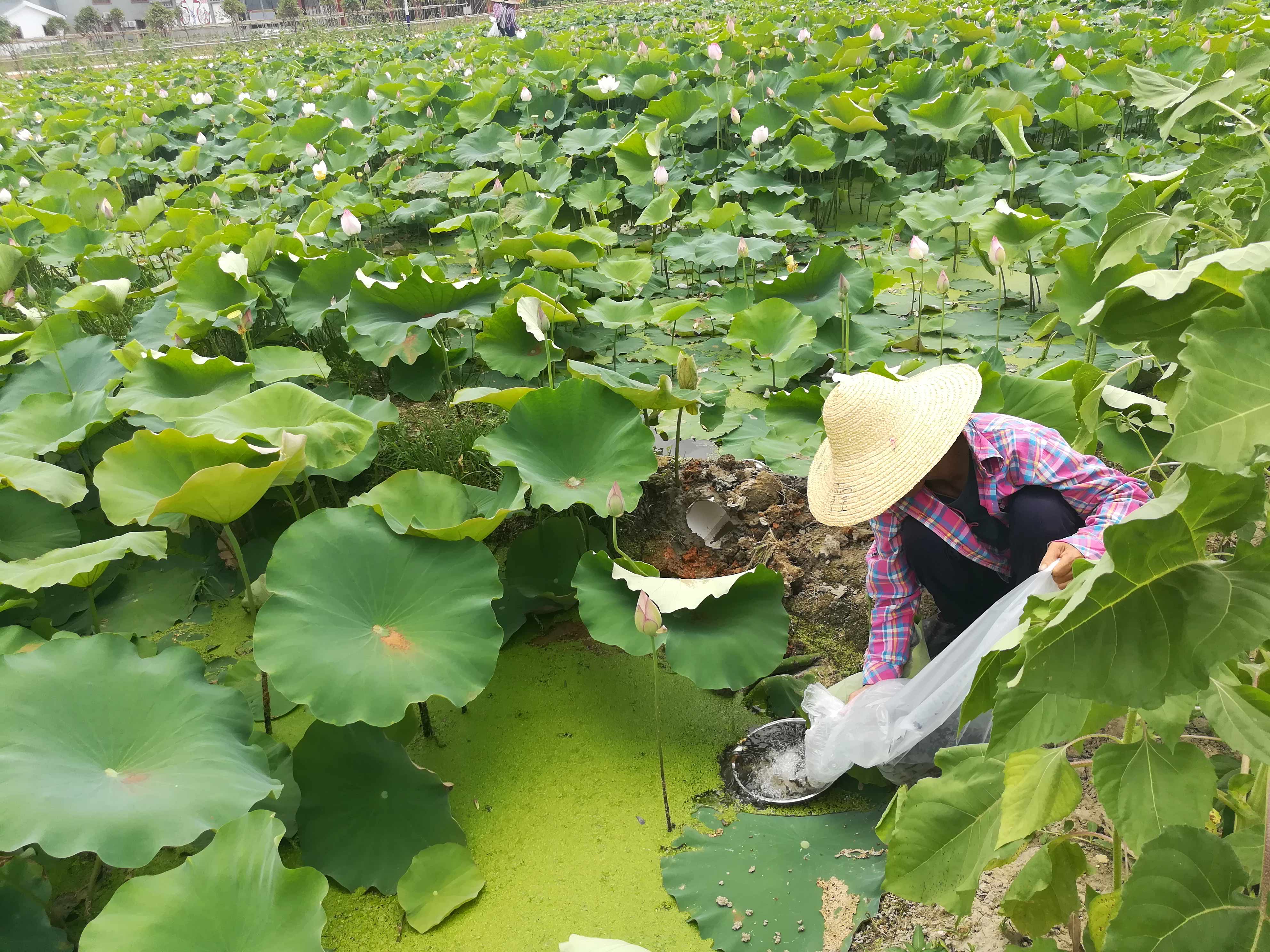 荷花套养水产基地.jpg