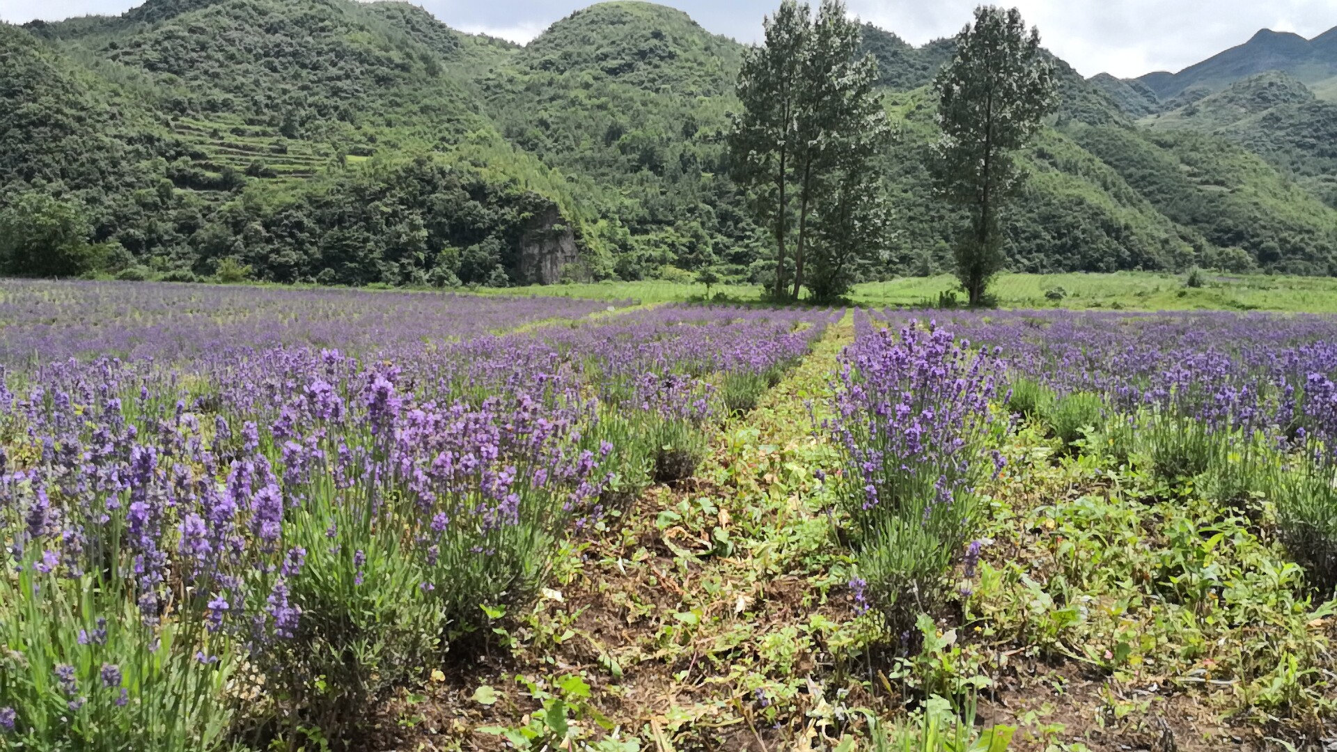 贵州赫章“云海花田”田园综合体项目照片1.jpg