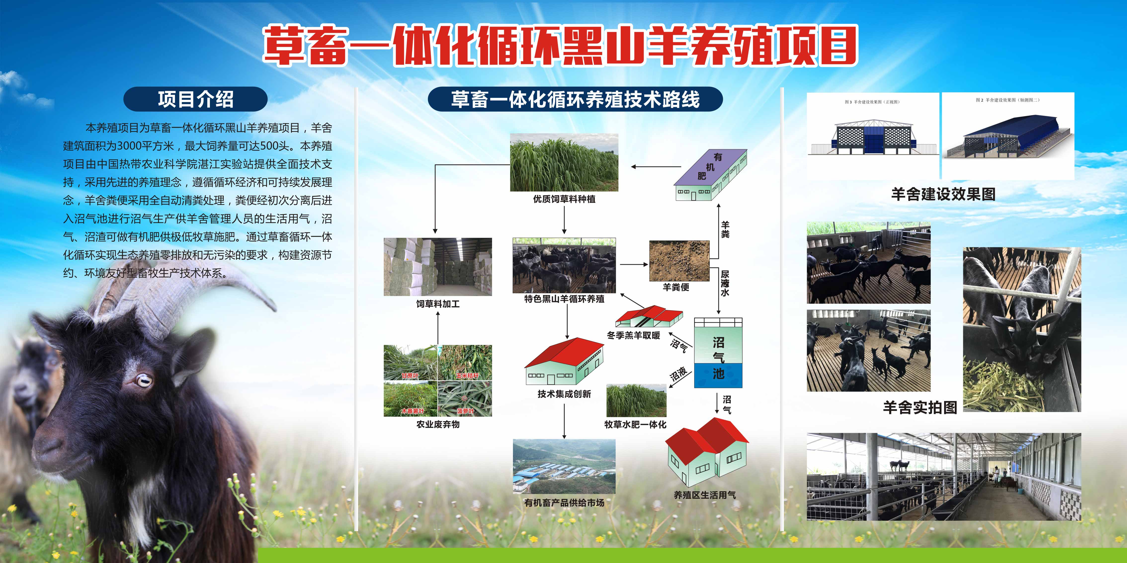 黑山羊养殖.jpg
