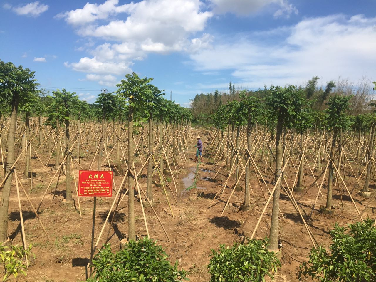 苗圃场苗木种植管养1.jpg