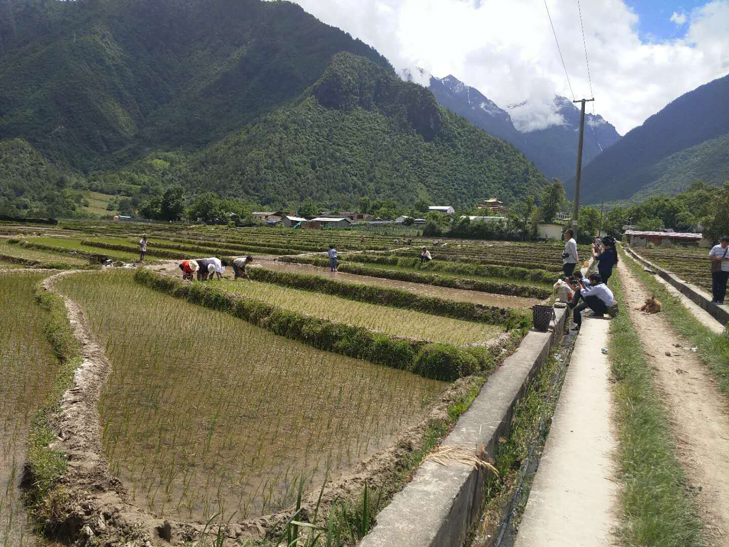 红米苗种植.jpg
