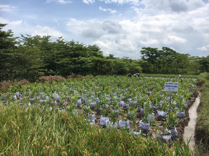 发动贫困户分散种植苗木.jpg