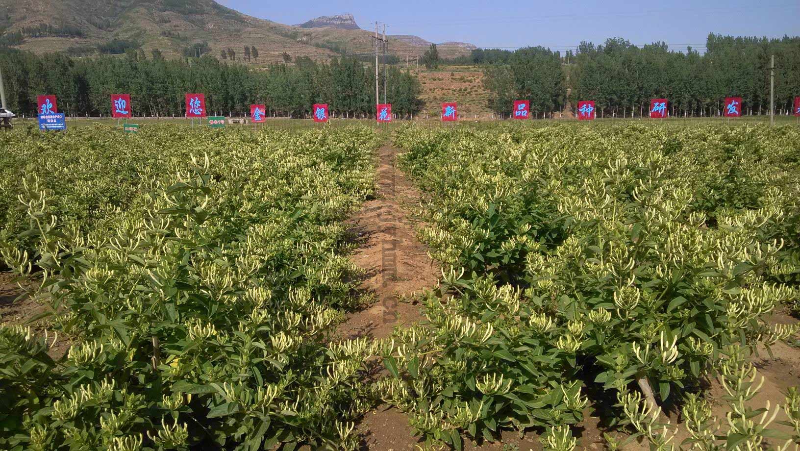 金银花种植丰产期效果图.jpg