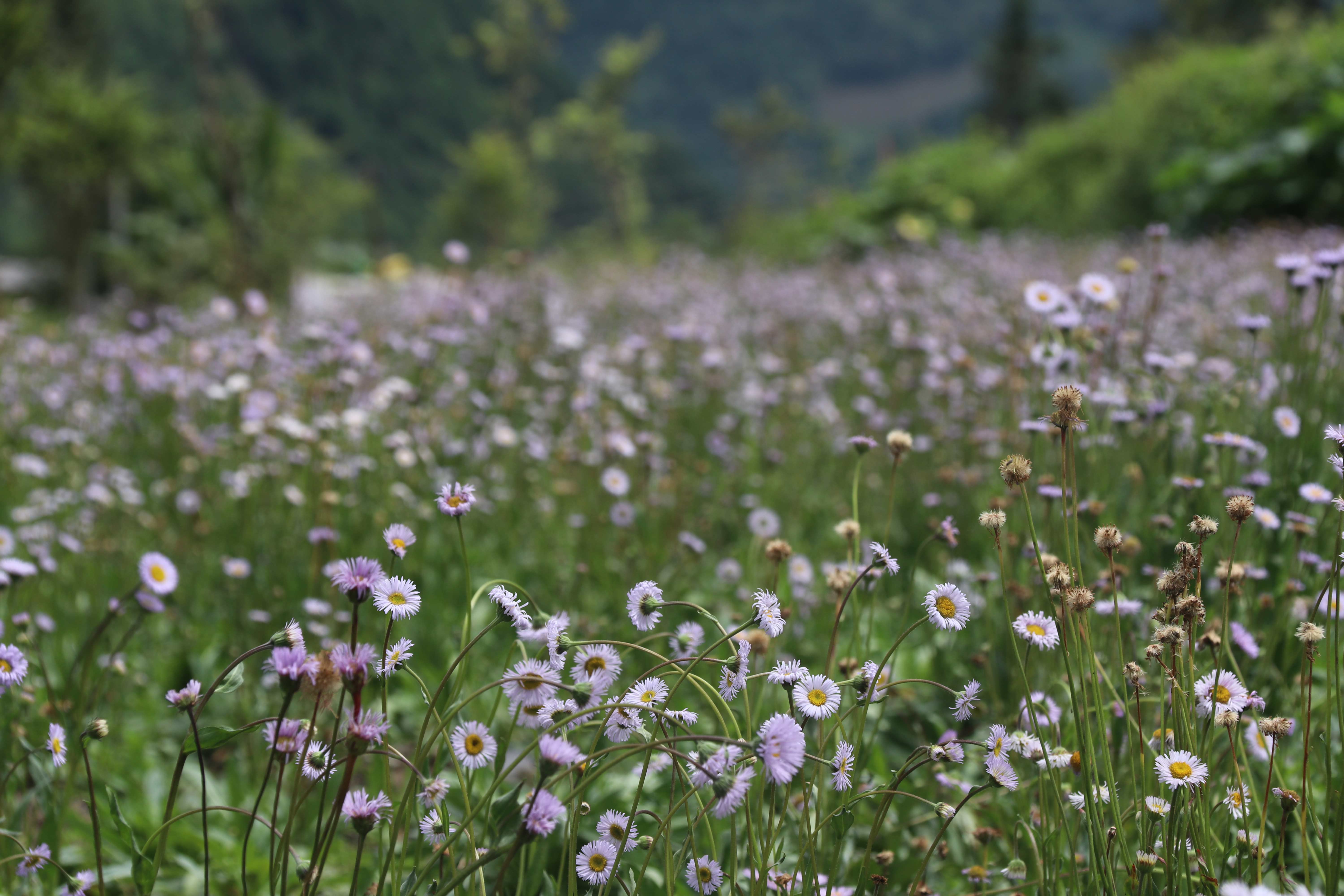 灯盏花1.jpg