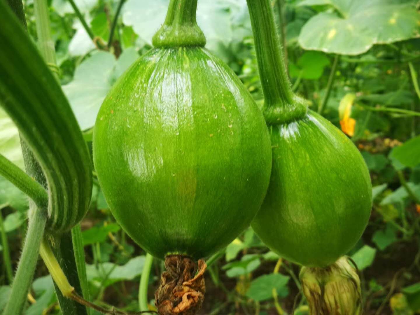 大关县特色蔬菜小南瓜.jpg