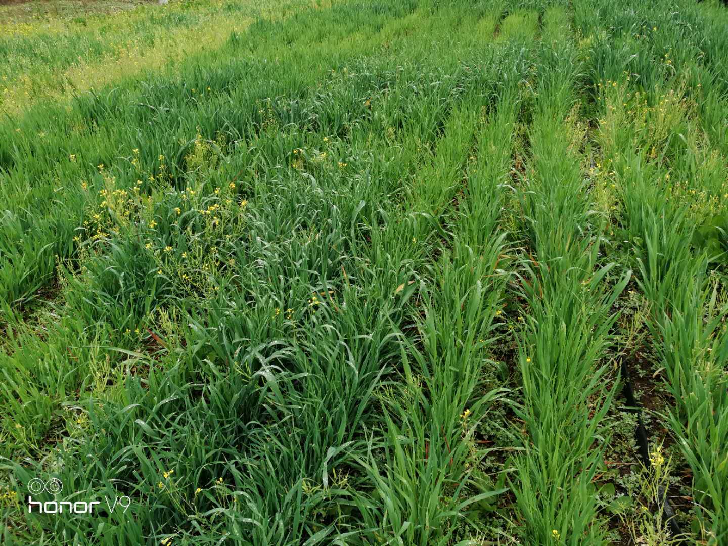 种草 (冬燕麦).jpg