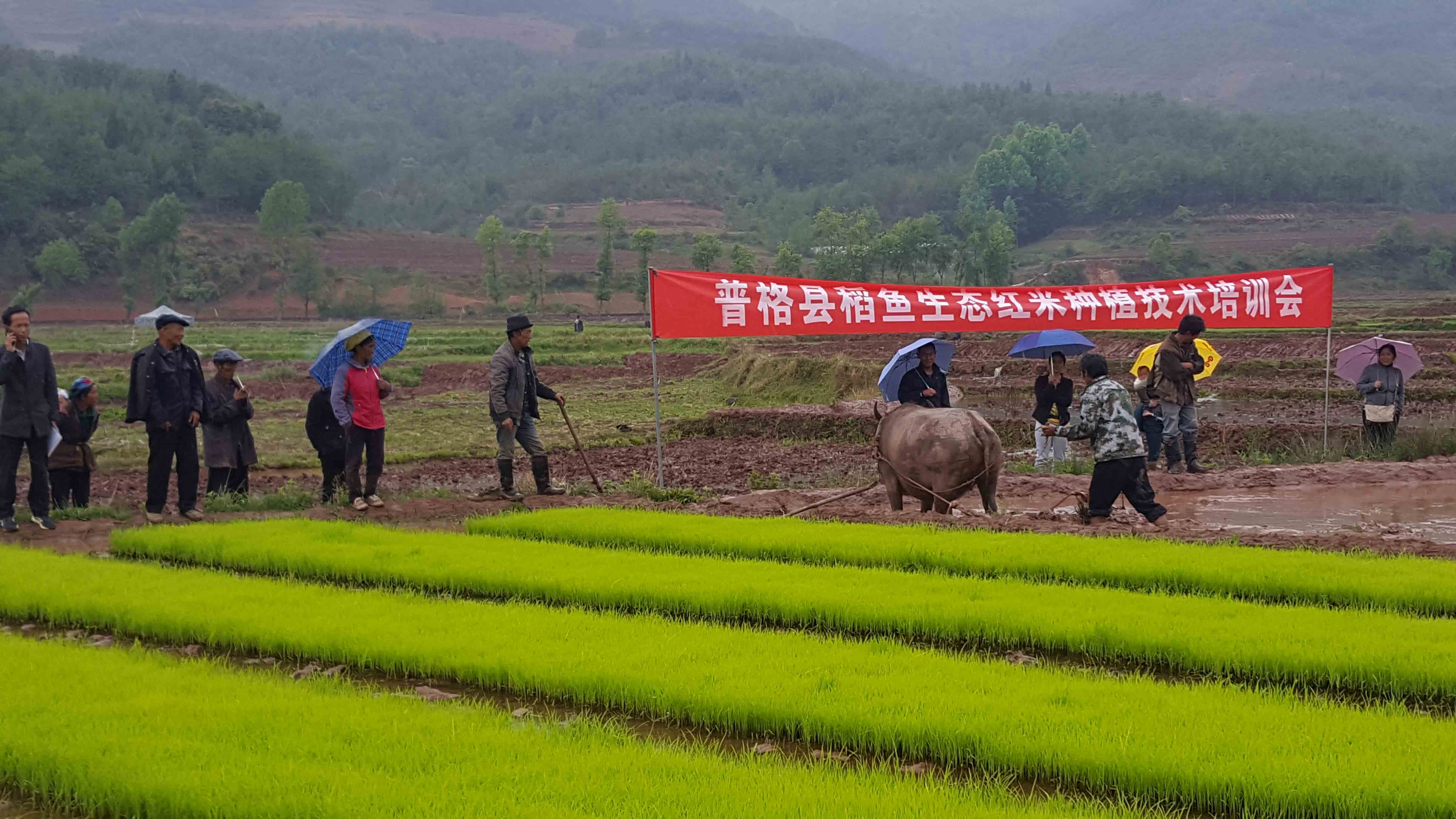 红米种植技术培训现场.jpg