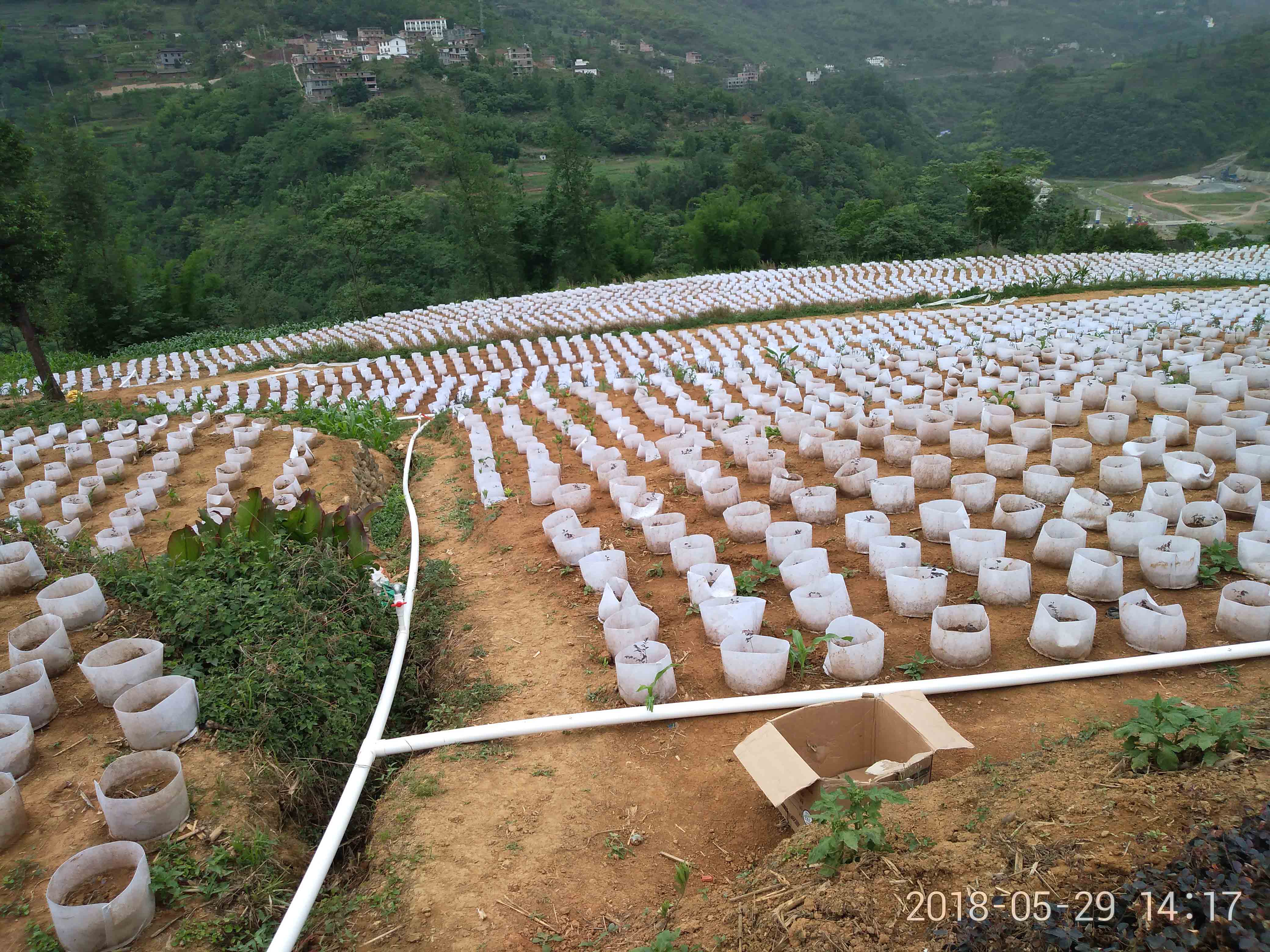 20180529三堡花卉苗木基地灌溉设施.jpg