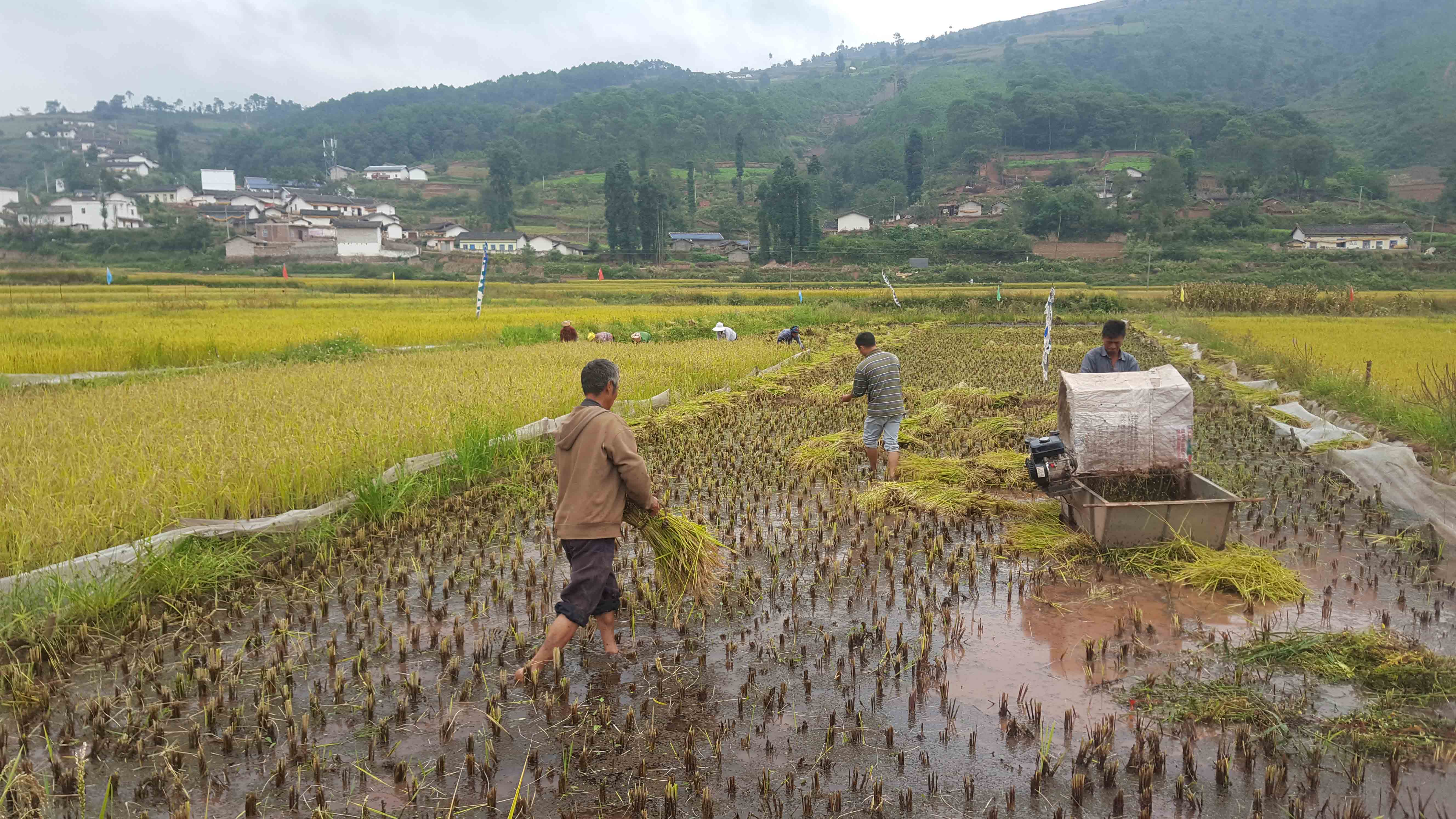 红米收割现场.jpg