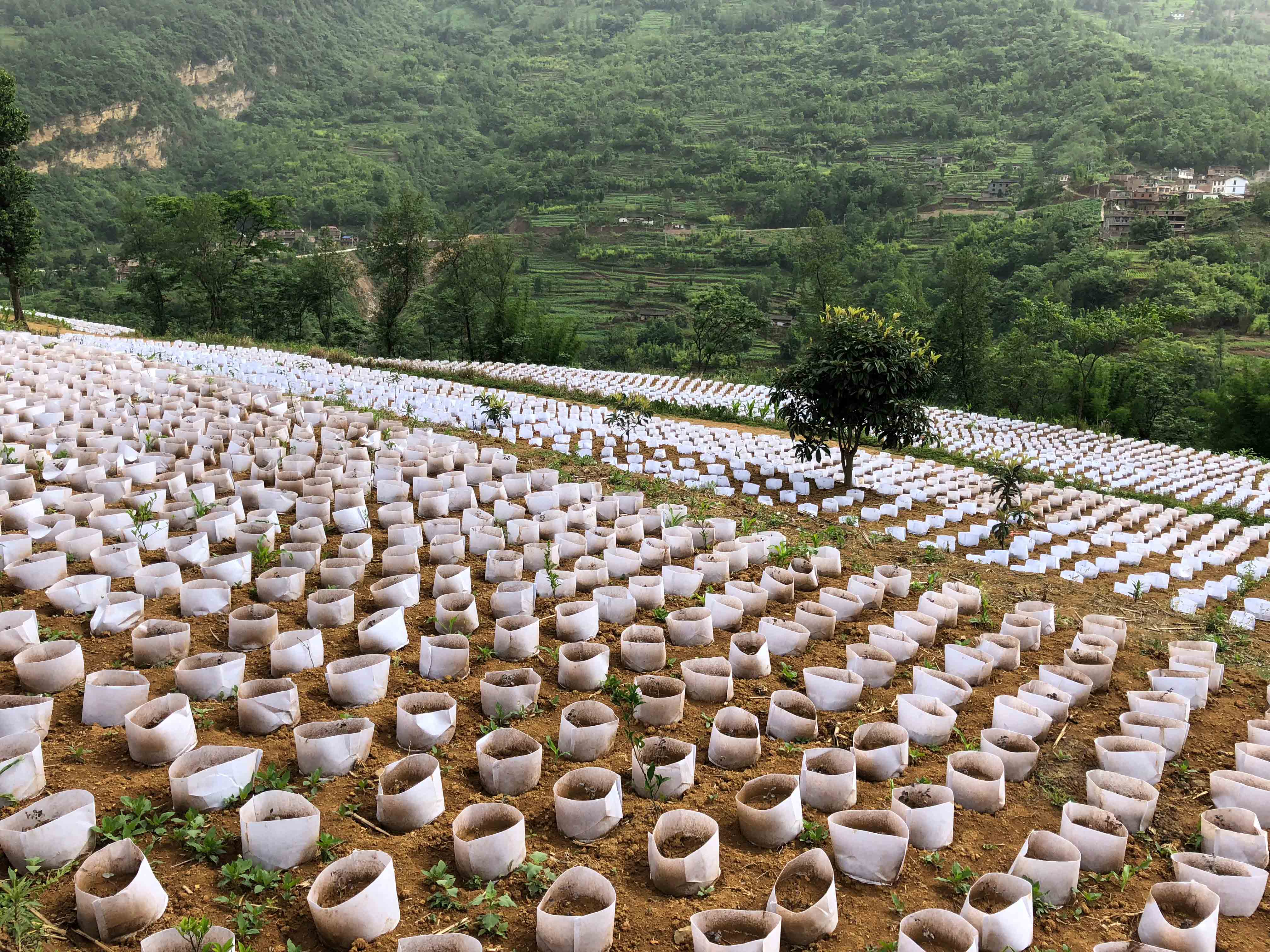 永善县细沙乡三堡花卉苗木基地。.jpg